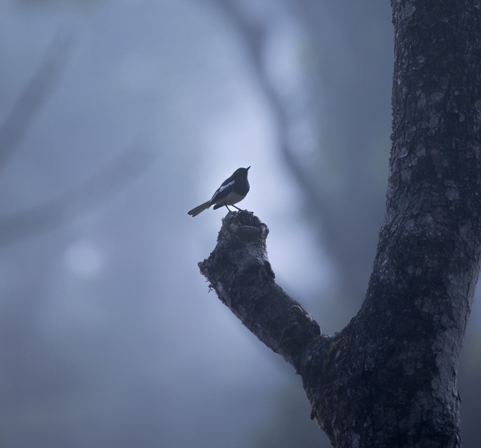 K-POP・アジア Cold Moon /  Wonder Bird What is the Bird Featured in KPop Demon Hunters? We'll Tell You